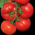 Томат Раздолье F1 Томат Раздолье F1