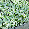 Петуния миллифлора Пикобелла Вайт