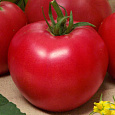 Томат Коррида Томат Коррида