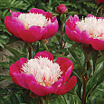 Пион травянистый Вайт Кэп