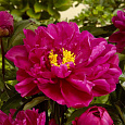 Пион травянистый Карл Розенфельд