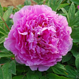 Пион древовидный Цветочная Роса