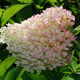 Гортензия древовидная Грандифлора