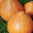 Тыква крупноплодная Россиянка