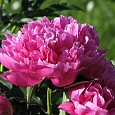 Пион травянистый Сьюзи Кью