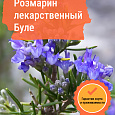 Розмарин лекарственный Буле
