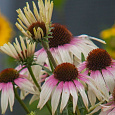 Эхинацея пурпурная Фонтейн Пинк Ай
