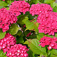 Гортензия крупнолистовая Лихтфайр