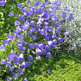 Колокольчик (Кампанула) карпатский Blaue Clips