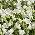 Колокольчик (Кампанула) Ложечницелистный Bavaria White