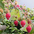 Малина ремонтантная Поклон Казакову