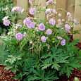 Герань (Аистов клюв) луговая Summer Skies Герань (Аистов клюв) луговая Summer Skies