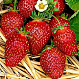 Земляника садовая Азия