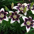 Лилия Purple Heart
