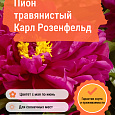 Пион травянистый Карл Розенфельд