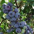 Голубика садовая Goldtraube