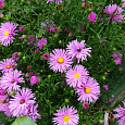Астра кустарниковая Rosenwichtel