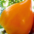 Томат Янтарная Россыпь Томат Янтарная Россыпь