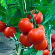 Томат Финиш