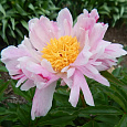 Пион молочноцветковый Pink Luau