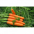 Морковь Ройал Форто Морковь Ройал Форто