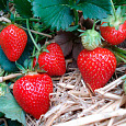 Земляника (Клубника) садовая Витязь Земляника (Клубника) садовая Витязь