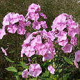 Флокс метельчатый Junior Bouquet Флокс метельчатый Junior Bouquet