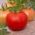 Томат Рассвет F1 Томат Рассвет F1