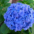 Гортензия крупнолистовая Мини Пенни