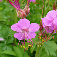 Герань (Аистов клюв) крупнокорневищная Bevan`s Variety Герань (Аистов клюв) крупнокорневищная Bevan`s Variety