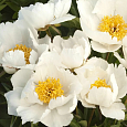 Пион молочноцветковый Krinkled White