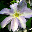 Клематис крупноцветковый Юкикомаши
