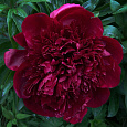 Пион травянистый Ред Чарм