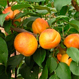 Абрикос обыкновенный Погремок