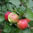 Яблоня Чаровница Яблоня Чаровница