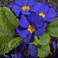 Примула Пионер Блю