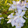 Клематис крупноцветковый Лех Валенса