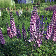 Дельфиниум (живокость) высокий Delphi's Pink Power