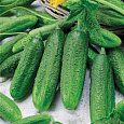 Огурец  Гинга F1