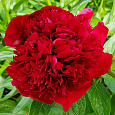 Пион травянистый Ред Чарм